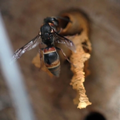 Euodynerus sp. (genus) at O'Connor, ACT - 27 Feb 2022