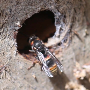 Euodynerus sp. (genus) at O'Connor, ACT - 27 Feb 2022