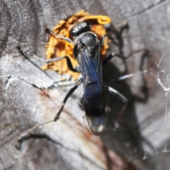 Fabriogenia sp. (genus) (Spider wasp) at O'Connor, ACT - 27 Feb 2022 by ibaird