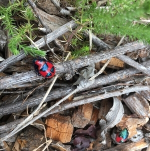 Choerocoris paganus at Cotter River, ACT - 22 Feb 2022