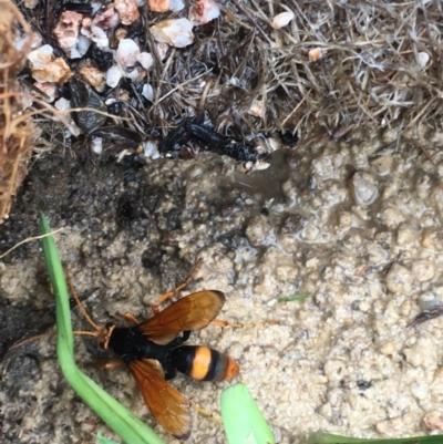 Cryptocheilus sp. (genus) (Spider wasp) at Cotter River, ACT - 12 Nov 2021 by ThomasMungoven