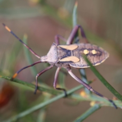 Mictis profana (Crusader Bug) at Sullivans Creek, O'Connor - 26 Feb 2022 by ibaird