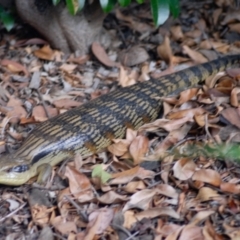 Tiliqua scincoides scincoides (Eastern Blue-tongue) at GG182 - 28 Feb 2022 by KMcCue