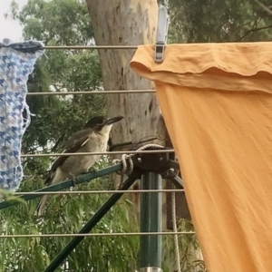 Cracticus torquatus at Aranda, ACT - 1 Mar 2022 01:34 PM