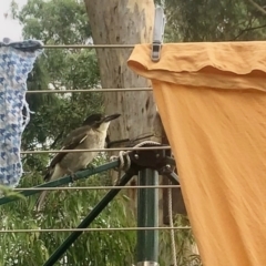 Cracticus torquatus (Grey Butcherbird) at Aranda, ACT - 1 Mar 2022 by KMcCue