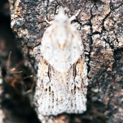 Acropolitis rudisana (Family Tortricinae) at O'Connor, ACT - 26 Feb 2022 by ibaird