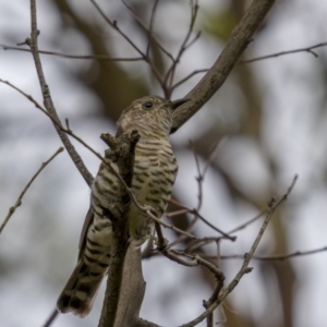 Chrysococcyx lucidus at Stromlo, ACT - 27 Feb 2022