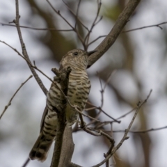 Chrysococcyx lucidus (Shining Bronze-Cuckoo) at Stromlo, ACT - 26 Feb 2022 by trevsci