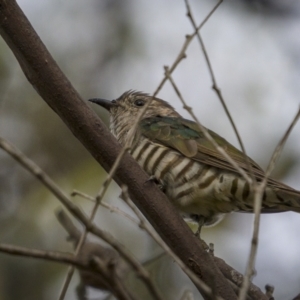 Chrysococcyx lucidus at Stromlo, ACT - 27 Feb 2022