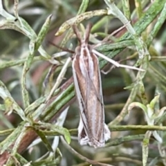 Hednota species near grammellus (Pyralid or snout moth) at Sullivans Creek, O'Connor - 26 Feb 2022 by ibaird