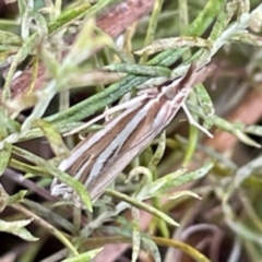 Hednota species near grammellus at O'Connor, ACT - 26 Feb 2022