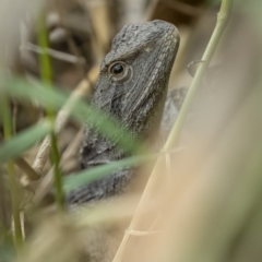 Amphibolurus muricatus (Jacky Lizard) at West Stromlo - 27 Feb 2022 by trevsci