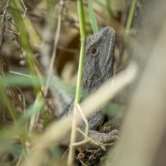 Amphibolurus muricatus at Stromlo, ACT - 27 Feb 2022 02:27 PM