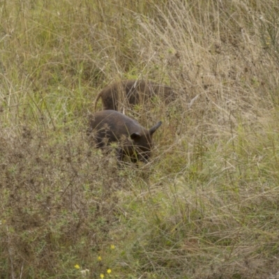 Sus scrofa (Feral Pig) at Stromlo, ACT - 27 Feb 2022 by trevsci