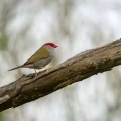 Neochmia temporalis (Red-browed Finch) at Stromlo, ACT - 27 Feb 2022 by trevsci