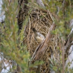 Neochmia temporalis (Red-browed Finch) at Stony Creek - 27 Feb 2022 by trevsci