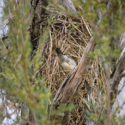 Neochmia temporalis (Red-browed Finch) at Stony Creek - 27 Feb 2022 by trevsci