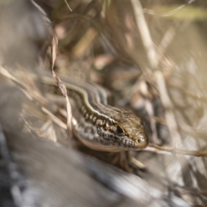 Ctenotus robustus at Stromlo, ACT - 27 Feb 2022