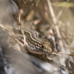 Ctenotus robustus (Robust Striped-skink) at Stromlo, ACT - 27 Feb 2022 by trevsci