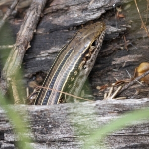 Ctenotus robustus at Stromlo, ACT - 27 Feb 2022