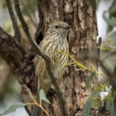 Pachycephala rufiventris (Rufous Whistler) at Stromlo, ACT - 27 Feb 2022 by trevsci