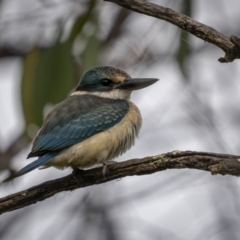 Todiramphus sanctus (Sacred Kingfisher) at Stromlo, ACT - 27 Feb 2022 by trevsci