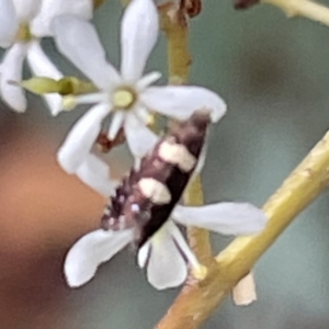 Glyphipterix (genus) at O'Connor, ACT - 26 Feb 2022