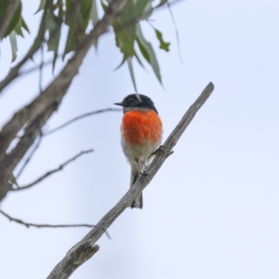 Petroica boodang (Scarlet Robin) at Stromlo, ACT - 27 Feb 2022 by trevsci