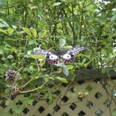 Papilio anactus (Dainty Swallowtail) at McKellar, ACT - 26 Feb 2022 by Birdy
