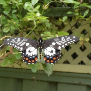 Papilio anactus at McKellar, ACT - suppressed