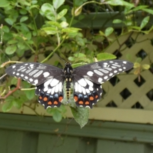 Papilio anactus at McKellar, ACT - 26 Feb 2022