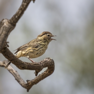 Pyrrholaemus sagittatus (Speckled Warbler) at West Stromlo - 27 Feb 2022 by trevsci