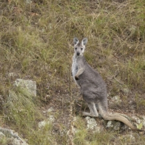 Osphranter robustus robustus at Stromlo, ACT - 27 Feb 2022