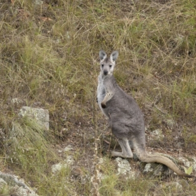 Osphranter robustus robustus (Eastern Wallaroo) at Stony Creek - 27 Feb 2022 by trevsci