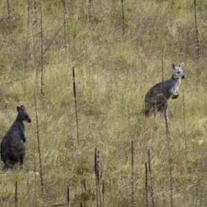 Osphranter robustus robustus at Stromlo, ACT - 27 Feb 2022