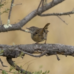 Sericornis frontalis (White-browed Scrubwren) at Stromlo, ACT - 27 Feb 2022 by trevsci