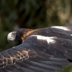 Aquila audax (Wedge-tailed Eagle) at Stromlo, ACT - 26 Feb 2022 by trevsci