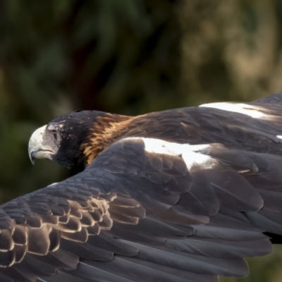 Aquila audax (Wedge-tailed Eagle) at Stromlo, ACT - 27 Feb 2022 by trevsci