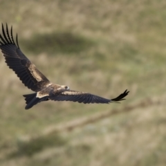 Aquila audax at Stromlo, ACT - 27 Feb 2022 10:54 AM