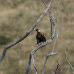 Aquila audax at Stromlo, ACT - 27 Feb 2022 10:54 AM