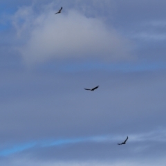 Aquila audax at Stromlo, ACT - 27 Feb 2022 10:54 AM