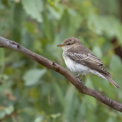 Lalage tricolor (White-winged Triller) at Stromlo, ACT - 27 Feb 2022 by trevsci