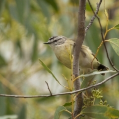 Acanthiza chrysorrhoa (Yellow-rumped Thornbill) at Stromlo, ACT - 27 Feb 2022 by trevsci