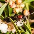 Lasioglossum (Callalictus) callomelittinum at Acton, ACT - 1 Mar 2022