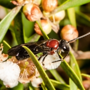 Lasioglossum (Callalictus) callomelittinum at Acton, ACT - 1 Mar 2022