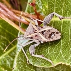 Mictis profana (Crusader Bug) at Sullivans Creek, O'Connor - 26 Feb 2022 by ibaird