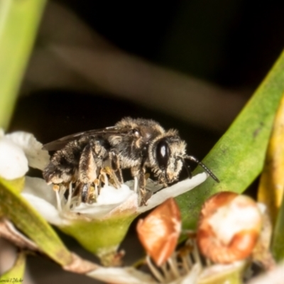 Leioproctus sp. (genus) (Plaster bee) at Acton, ACT - 1 Mar 2022 by Roger