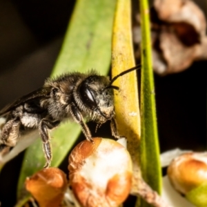 Leioproctus sp. (genus) at Acton, ACT - 1 Mar 2022