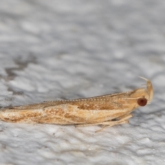 Eutorna tricasis (A Depressariid moth) at Melba, ACT - 6 Jan 2022 by kasiaaus