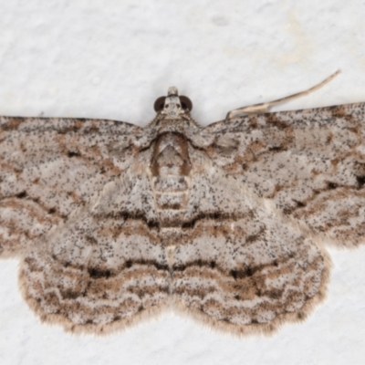 Didymoctenia exsuperata (Thick-lined Bark Moth) at Melba, ACT - 6 Jan 2022 by kasiaaus